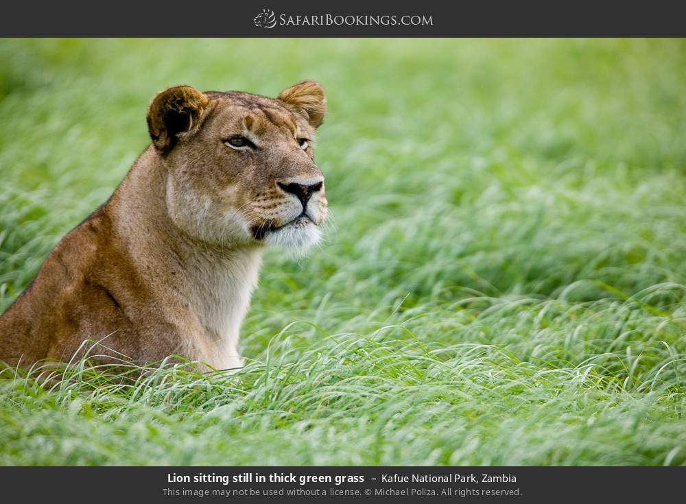 Lion sitting in thick green grass in Kafue National Park, Zambia