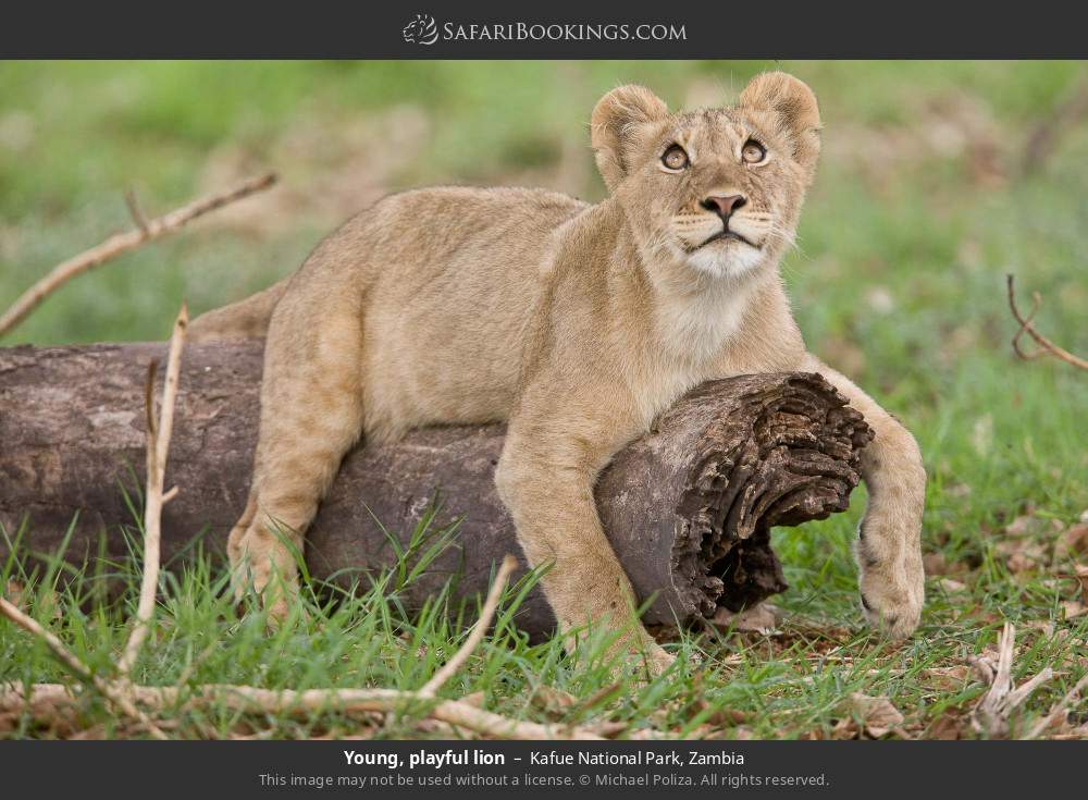 Young, playful lion in Kafue National Park, Zambia
