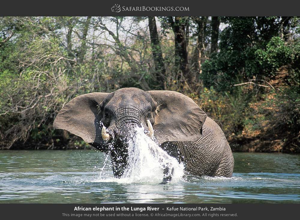 African elephant in the Lunga River in Kafue National Park, Zambia