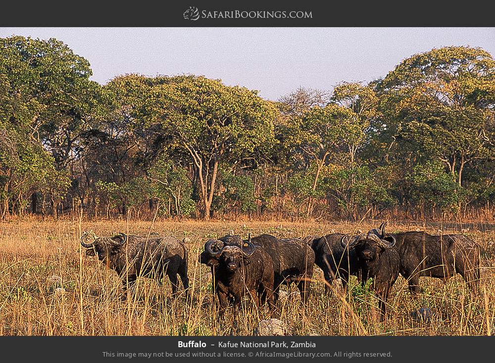 Buffalo in Kafue National Park, Zambia