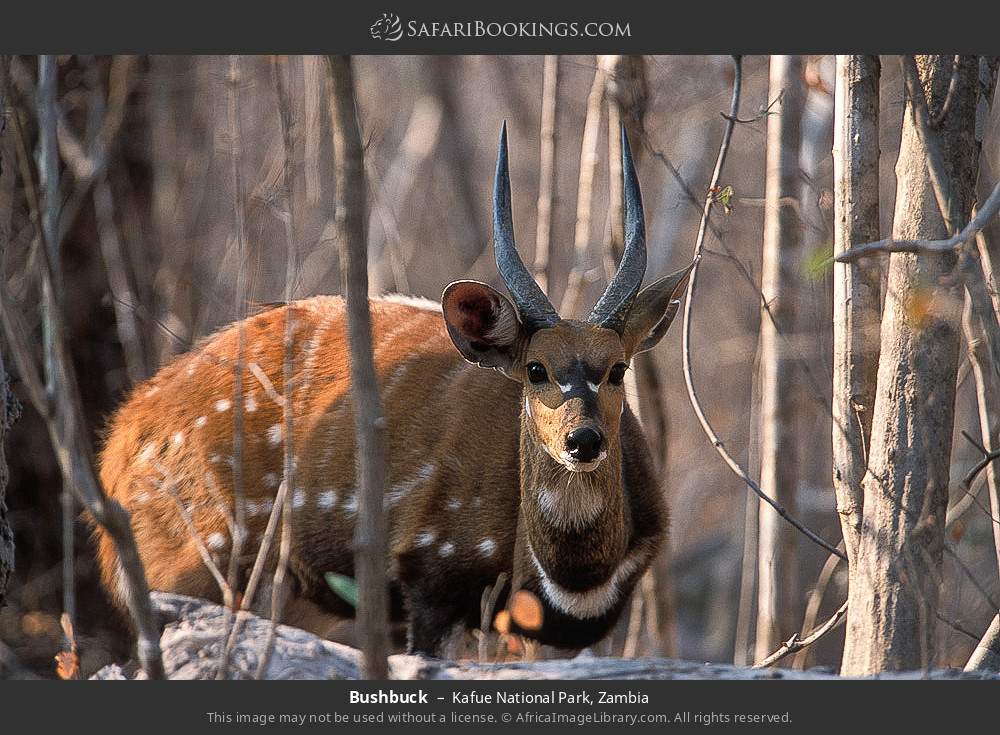 Bushbuck in Kafue National Park, Zambia