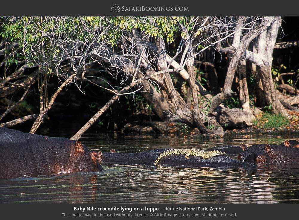 Baby Nile crocodile lying on a hippo in Kafue National Park, Zambia
