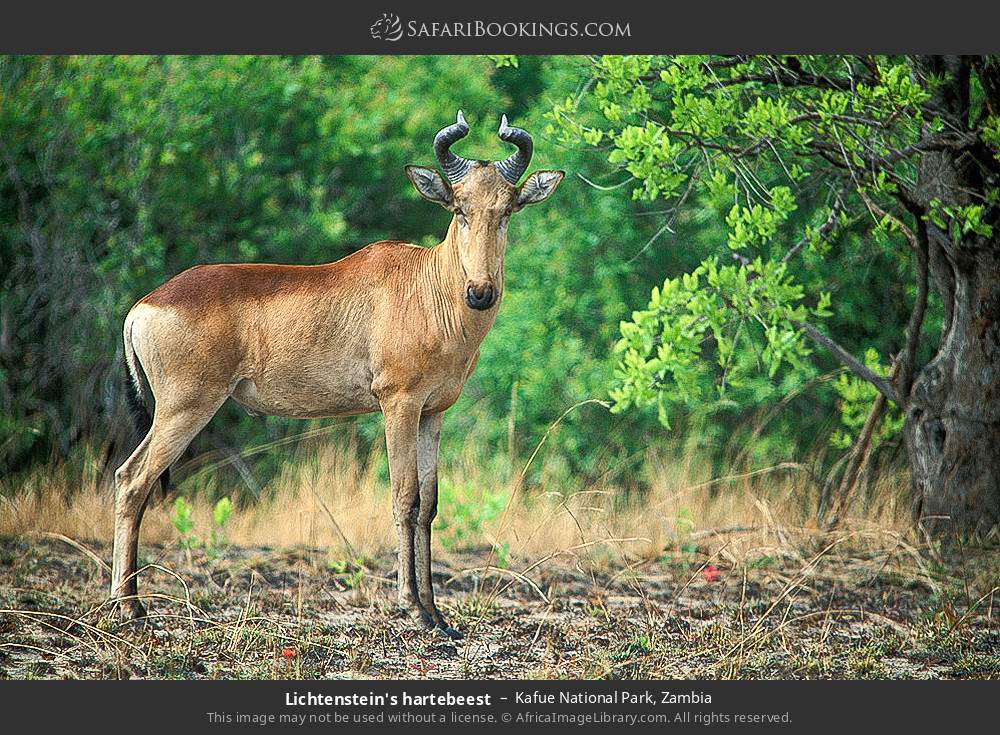 Lichtenstein's hartebeest in Kafue National Park, Zambia
