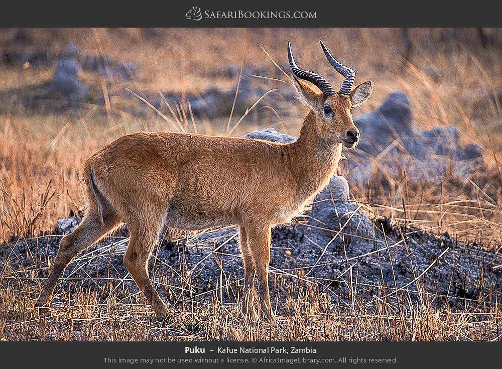 Puku in Kafue National Park, Zambia