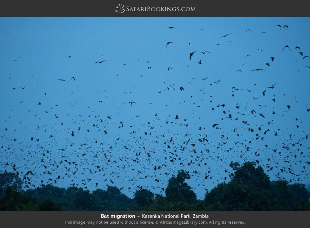 Bat migration in Kasanka National Park, Zambia