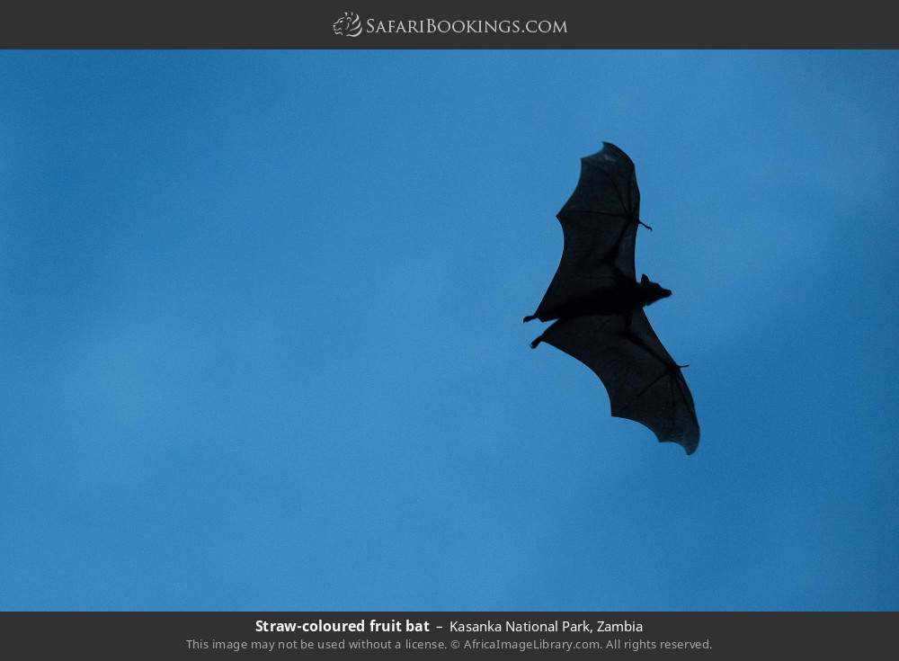 Straw-coloured fruit bat in Kasanka National Park, Zambia