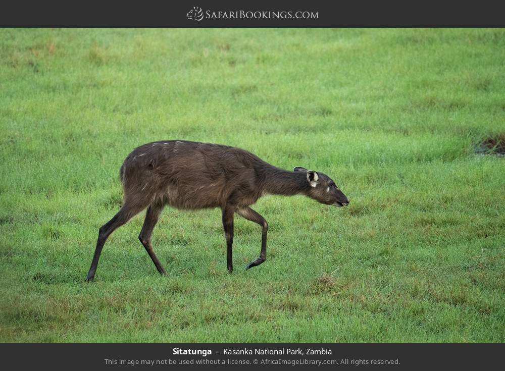 Sitatunga in Kasanka National Park, Zambia