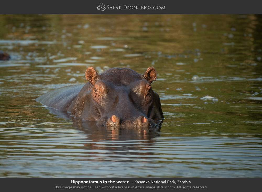 Hippopotamus in the water in Kasanka National Park, Zambia