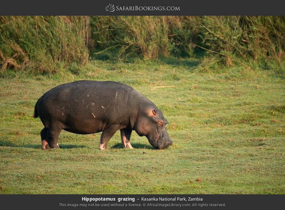 Hippopotamus grazing in Kasanka National Park, Zambia