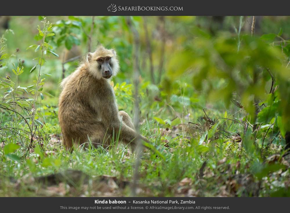 Kinda baboon in Kasanka National Park, Zambia