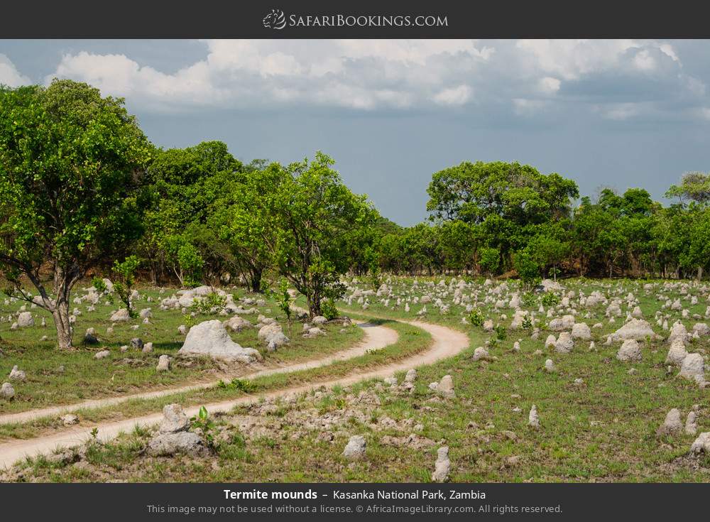 Termite mounds in Kasanka National Park, Zambia