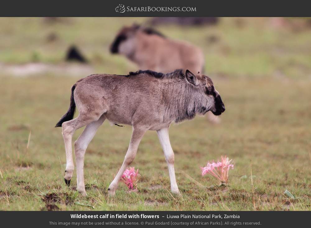 Wildebeest calf in Liuwa Plain National Park, Zambia