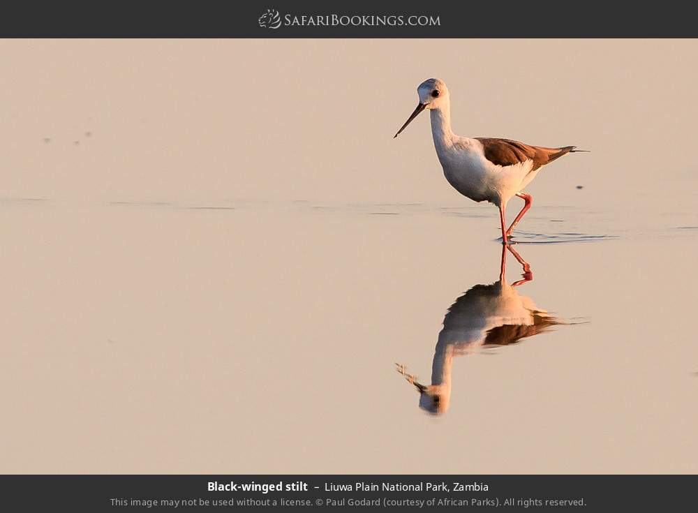 Black-winged stilt in Liuwa Plain National Park, Zambia