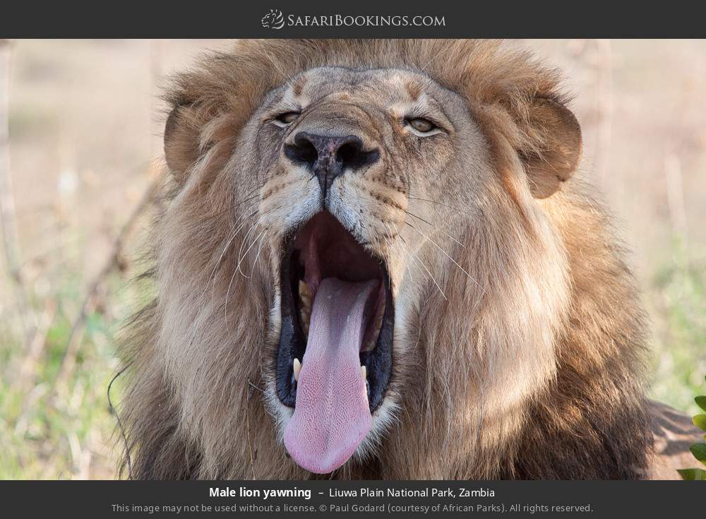 Male lion yawning in Liuwa Plain National Park, Zambia