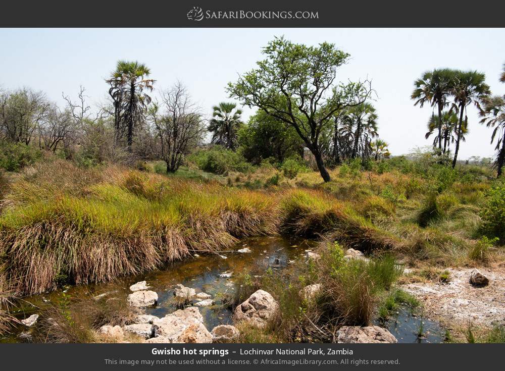 Gwisho hot springs in Lochinvar National Park, Zambia