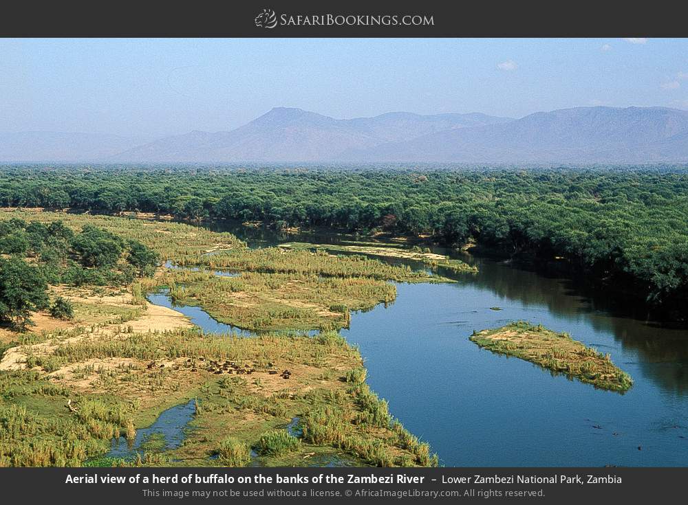 Aerial view of a herd of buffalo on the banks of the Zambezi River in Lower Zambezi National Park, Zambia