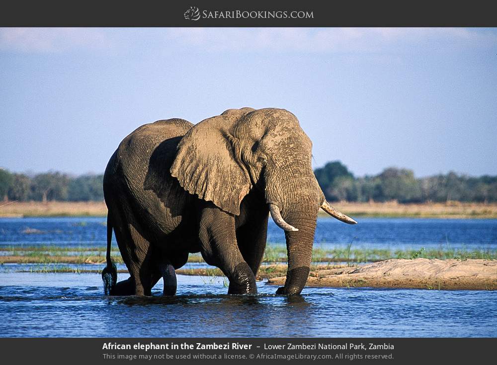 African elephant in the Zambezi River in Lower Zambezi National Park, Zambia