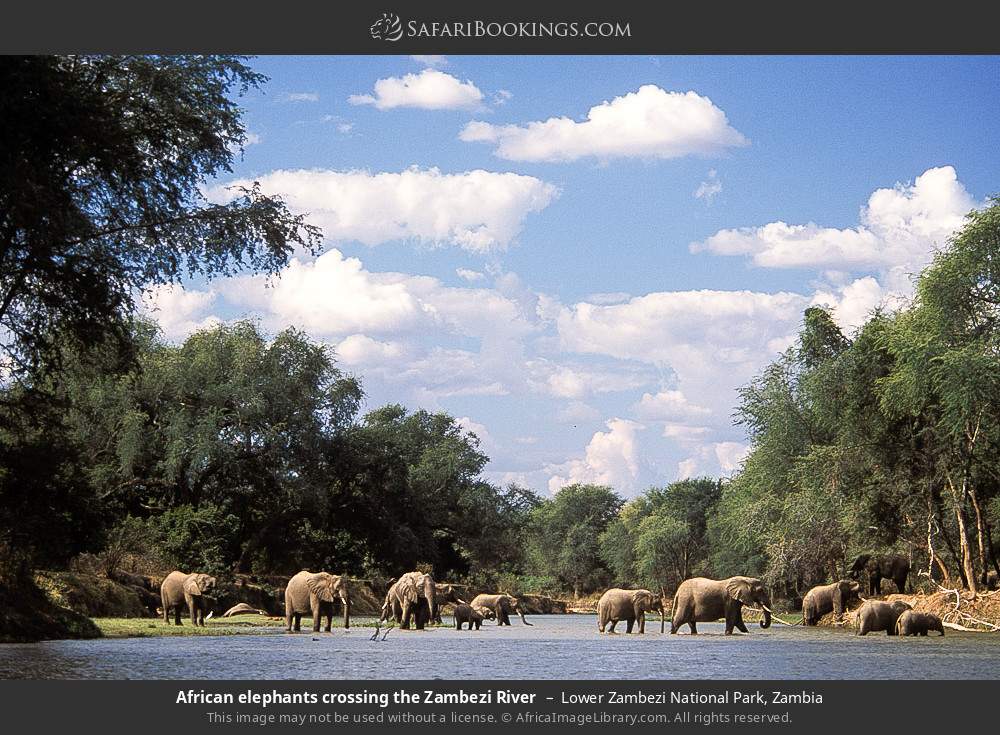 African elephants crossing the Zambezi River in Lower Zambezi National Park, Zambia