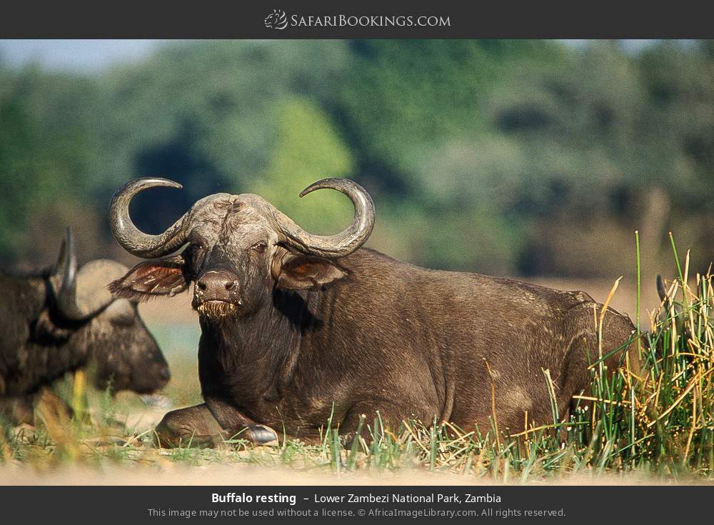 Buffalo resting in Lower Zambezi National Park, Zambia