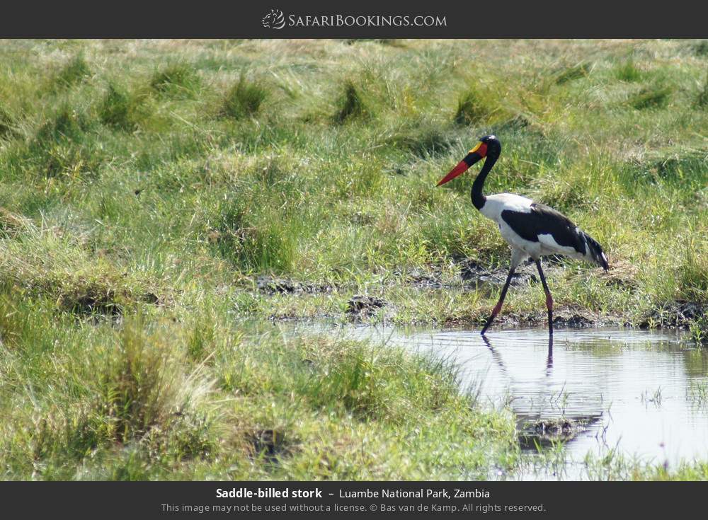 Saddle-billed stork in Luambe National Park, Zambia