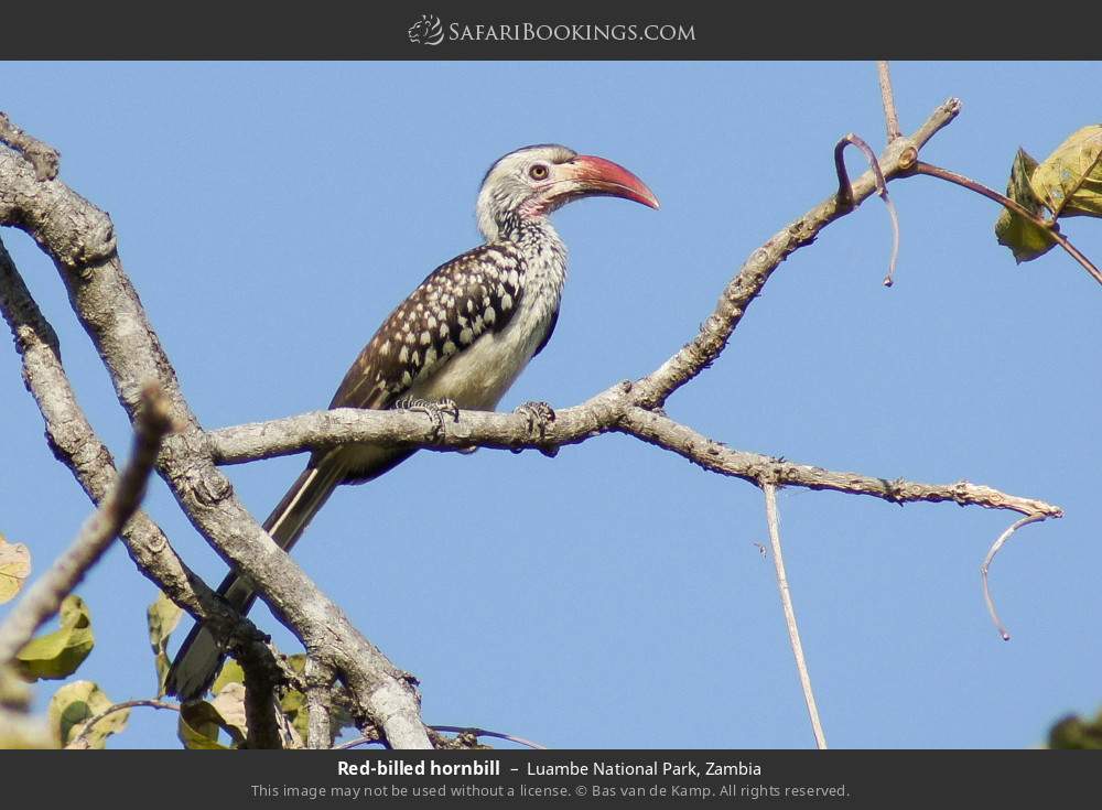 Southern red-billed hornbill in Luambe National Park, Zambia
