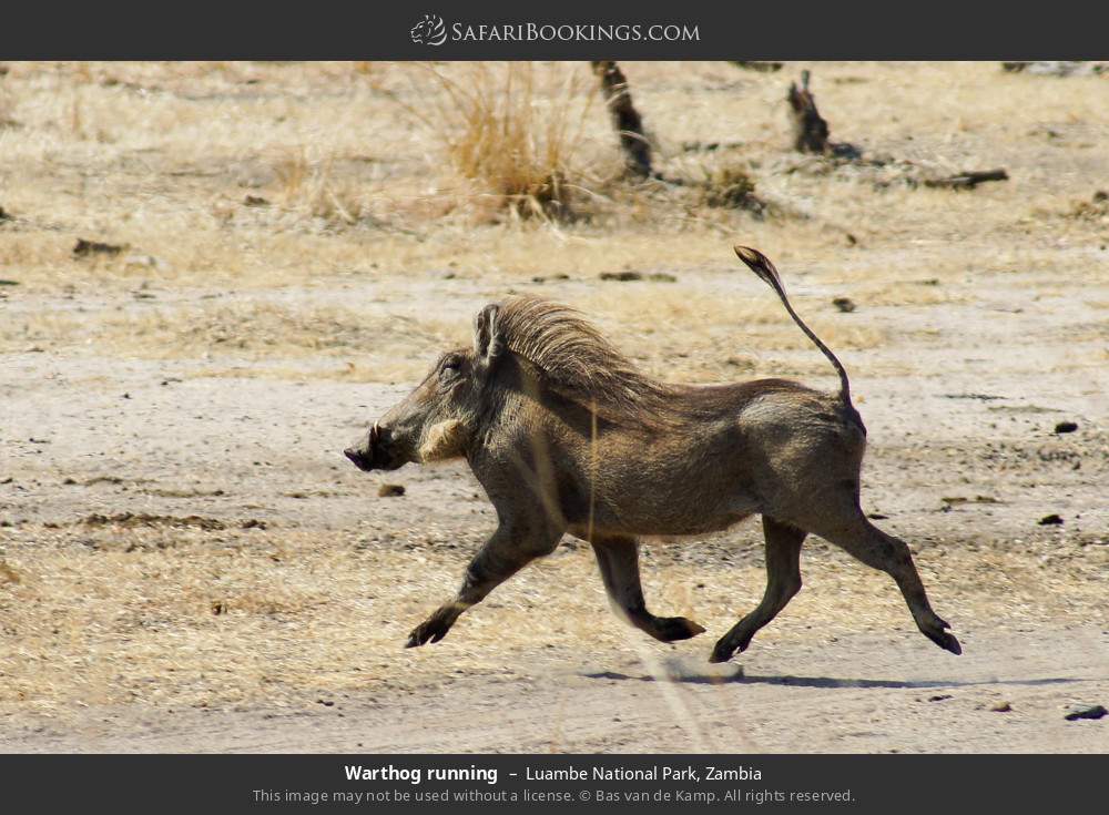 Warthog running in Luambe National Park, Zambia