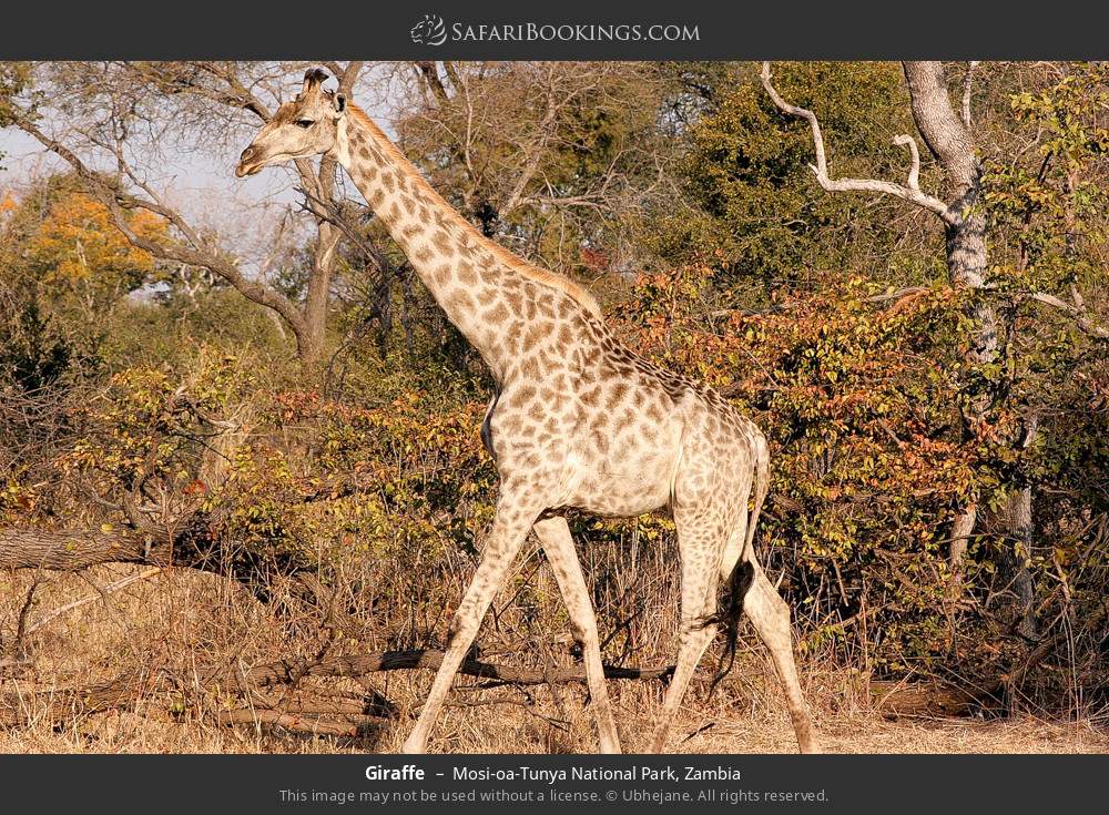 Giraffe in Mosi-oa-Tunya National Park, Zambia