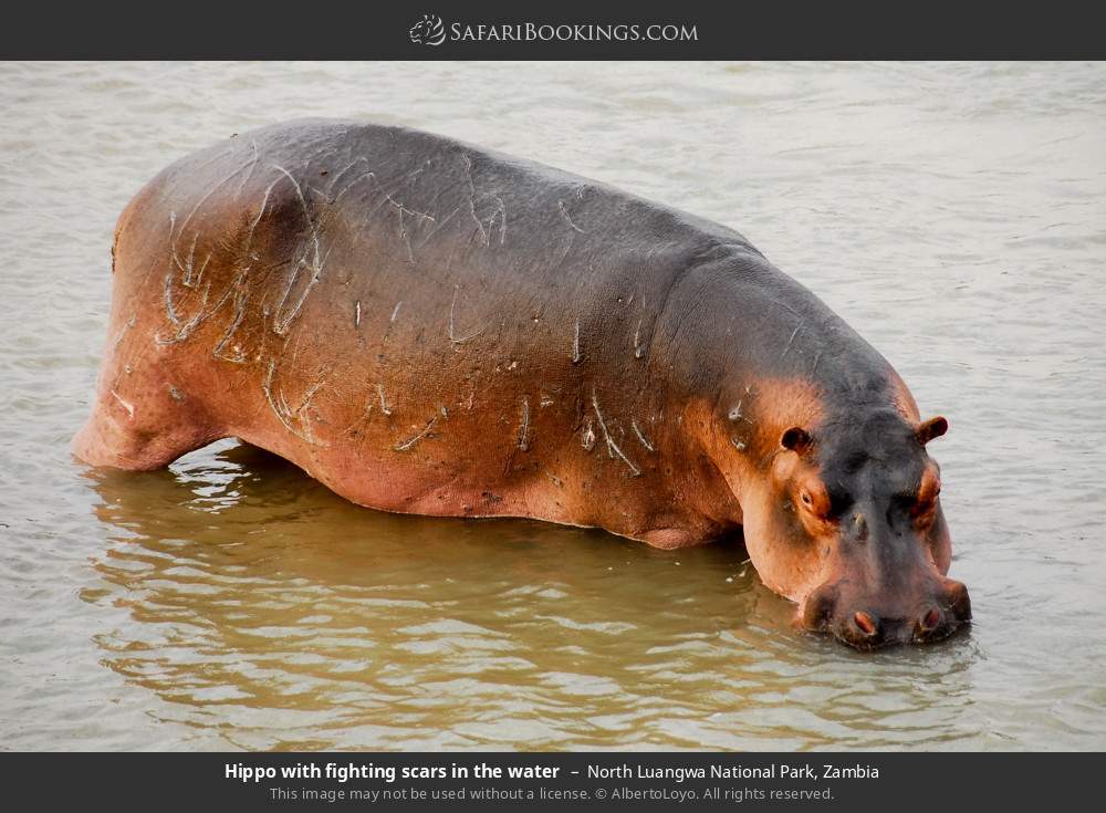 Hippo with fighting scars in the water in North Luangwa National Park, Zambia