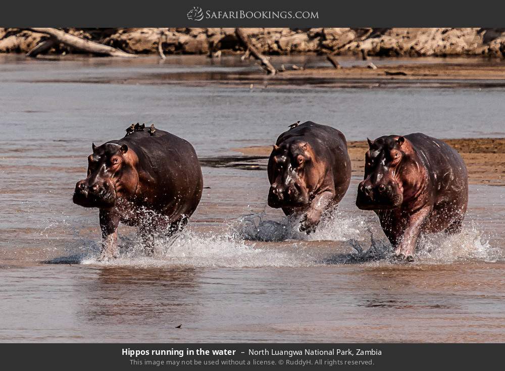 Hippos running in the water in North Luangwa National Park, Zambia