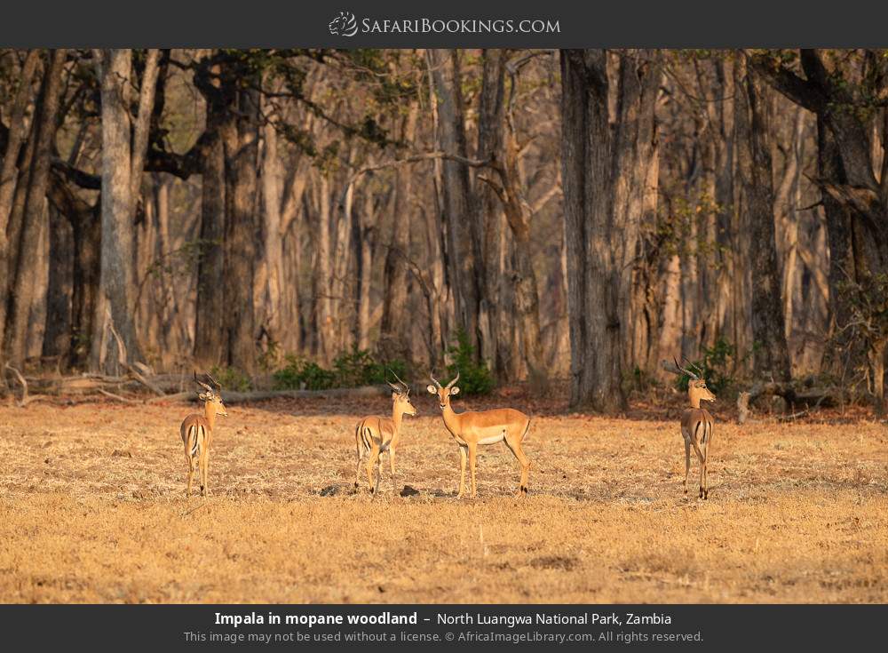 Impalas in mopane woodland in North Luangwa National Park, Zambia