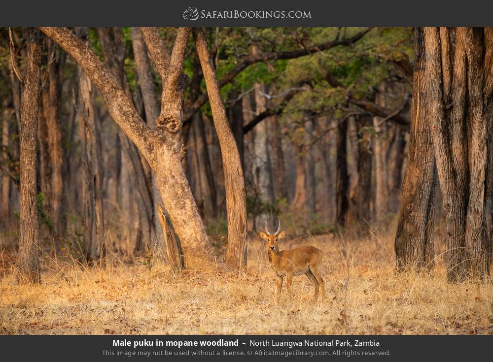 Male puku in mopane woodland in North Luangwa National Park, Zambia