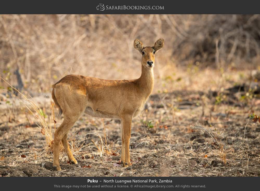 Puku in North Luangwa National Park, Zambia