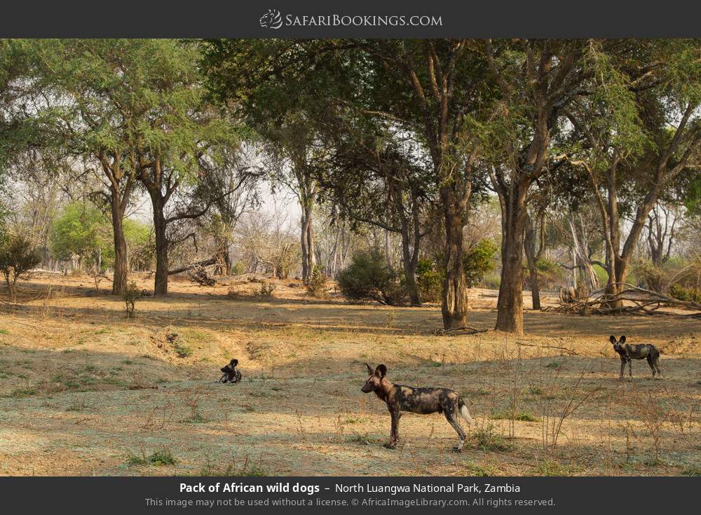 Pack of African wild dogs in North Luangwa National Park, Zambia