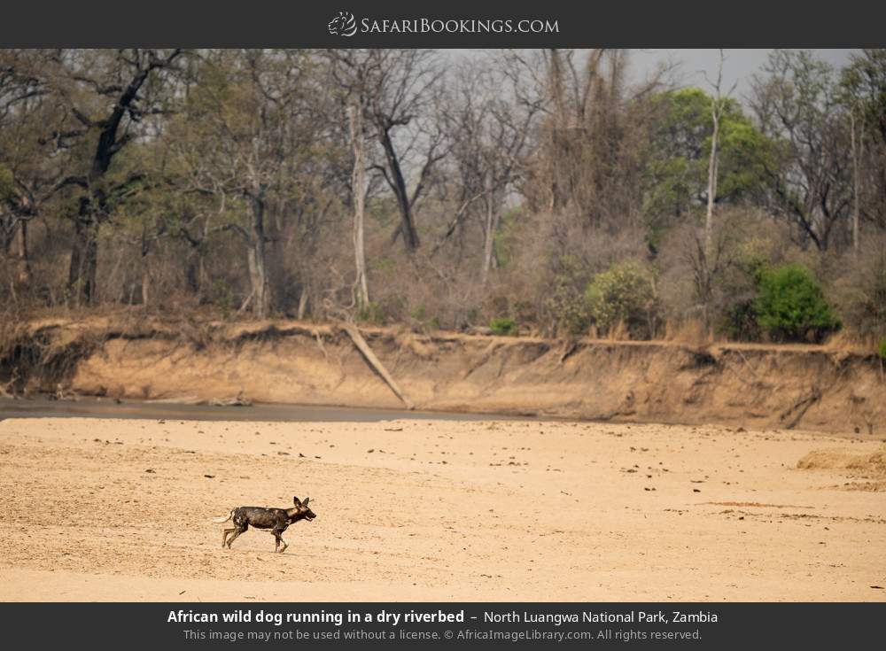 African wild dog running in a dry riverbed in North Luangwa National Park, Zambia