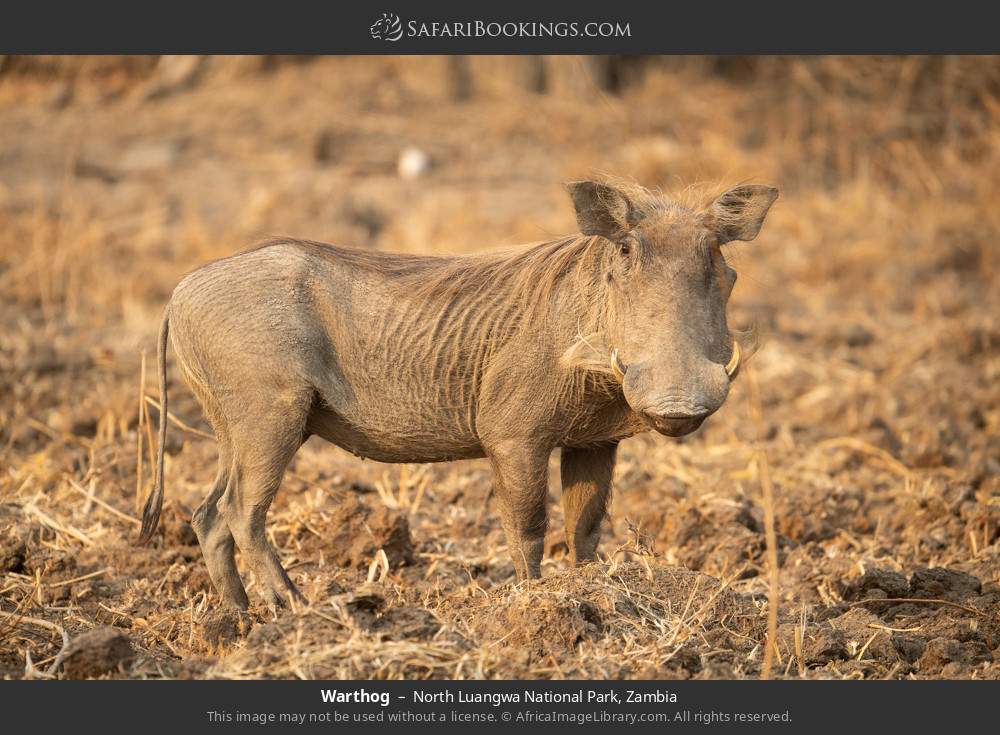 Warthog in North Luangwa National Park, Zambia
