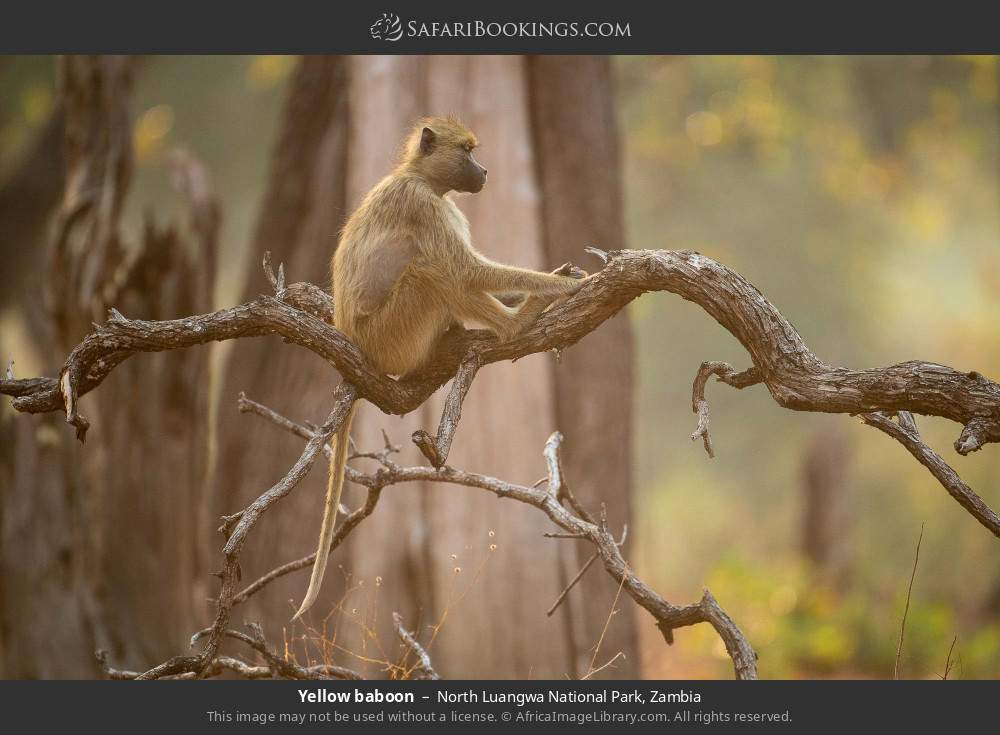 Yellow baboon in North Luangwa National Park, Zambia