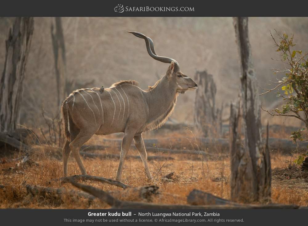 Greater kudu bull in North Luangwa National Park, Zambia