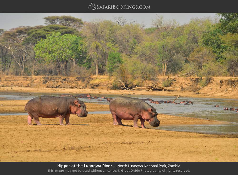 Hippos at the Luangwa River in North Luangwa National Park, Zambia