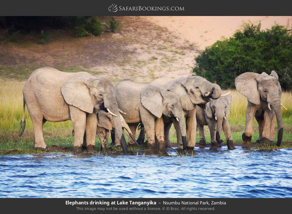 Elephants drinking at Lake Tanganyika in Nsumbu National Park, Zambia