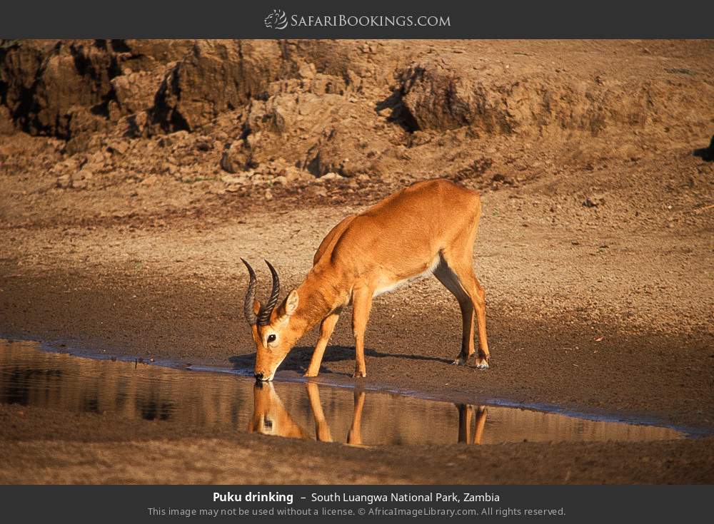 Puku drinking in South Luangwa National Park, Zambia