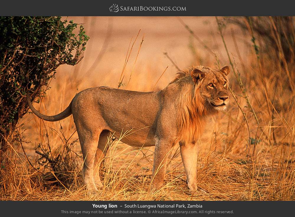 Young lion in South Luangwa National Park, Zambia