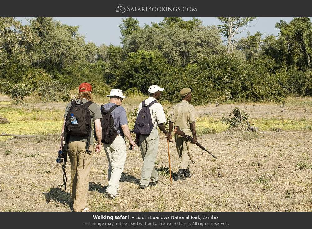 Walking safari in South Luangwa NP in South Luangwa National Park, Zambia