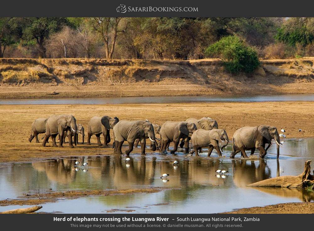 Herd of elephants crossing the Luangwa River in South Luangwa National Park, Zambia