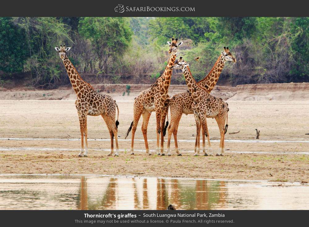 Thornicroft's giraffes in South Luangwa National Park, Zambia