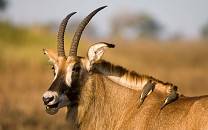 Kafue National Park