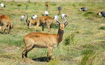 Luambe National Park