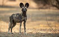 North Luangwa National Park