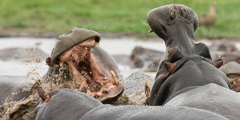 Rustic South Luangwa Safari