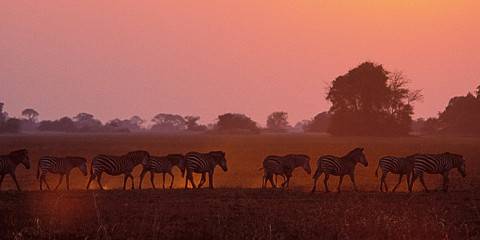 7-Day Kafue & Lower Zambezi National Parks