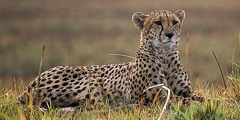 8-Day Full Experience the Wild in Kafue